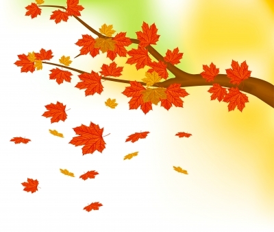 branches of a tree