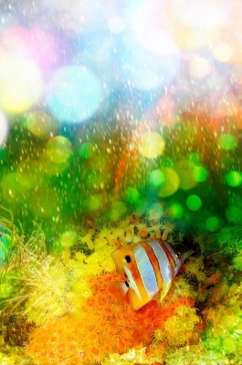 fishe colour in water