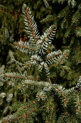 pine tree