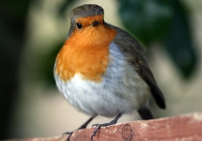 robin